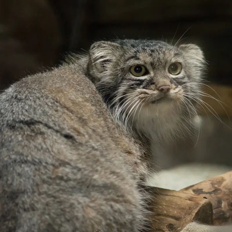 恩賜上野動物園のサフランの写真