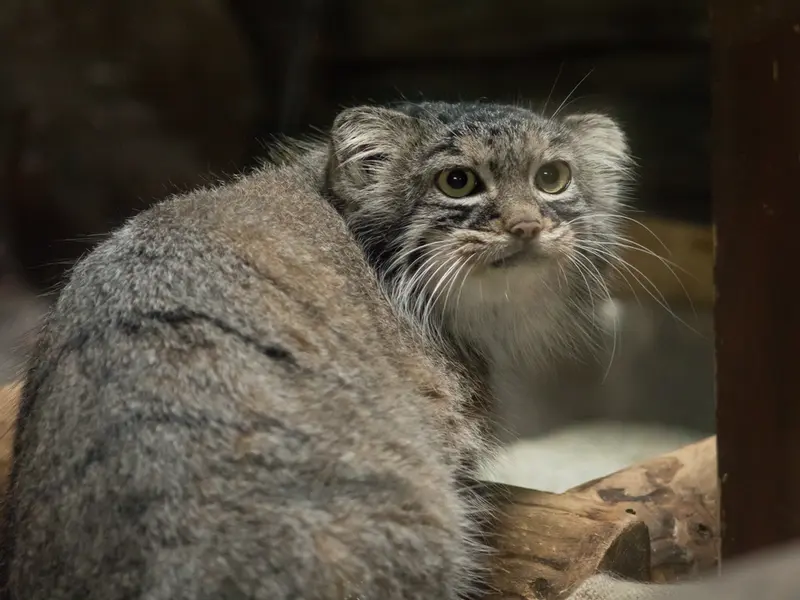 恩賜上野動物園のサフランの写真