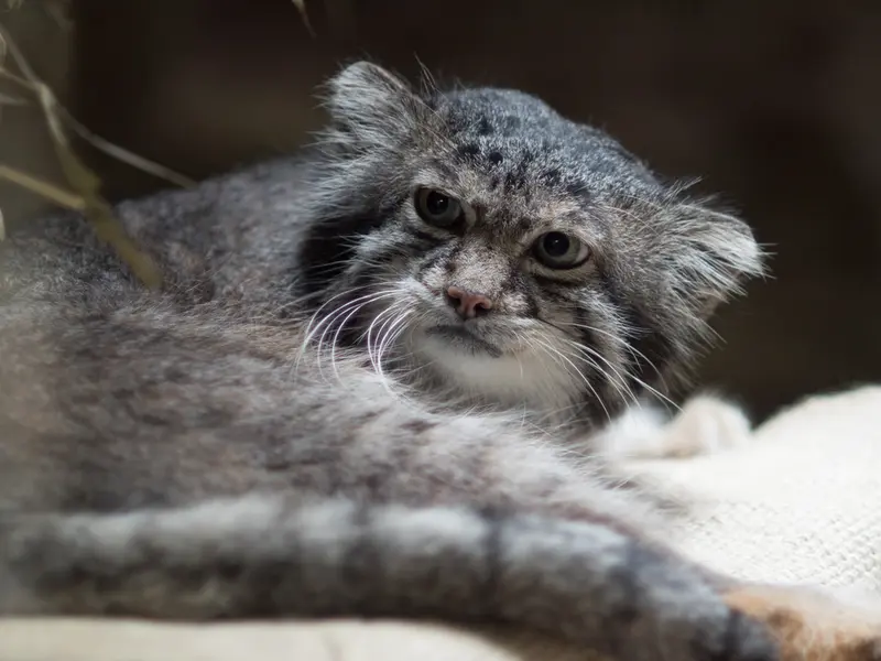 恩賜上野動物園のクリョンの写真