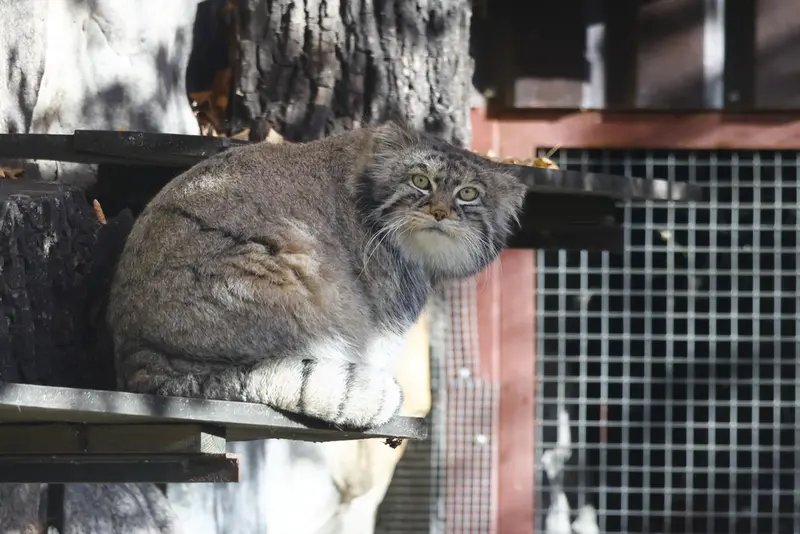 モスクワ動物園のティモフェイの写真