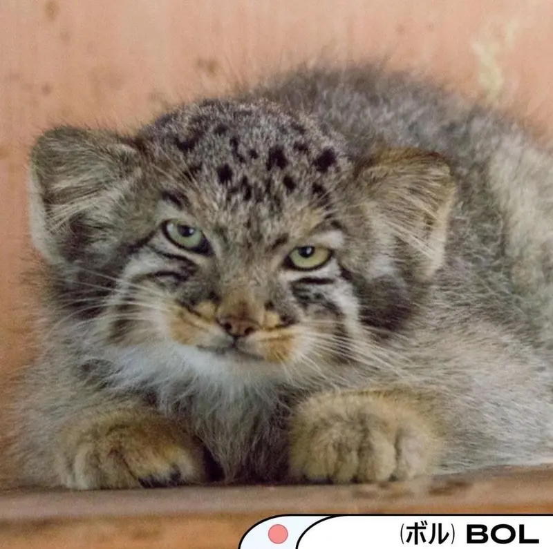 埼玉県こども動物自然公園のボルの写真