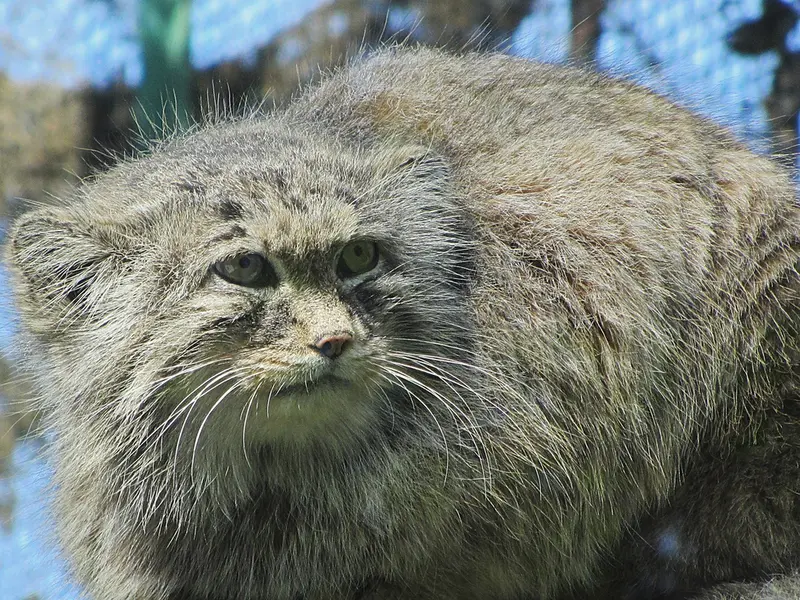 マヌルネコの写真