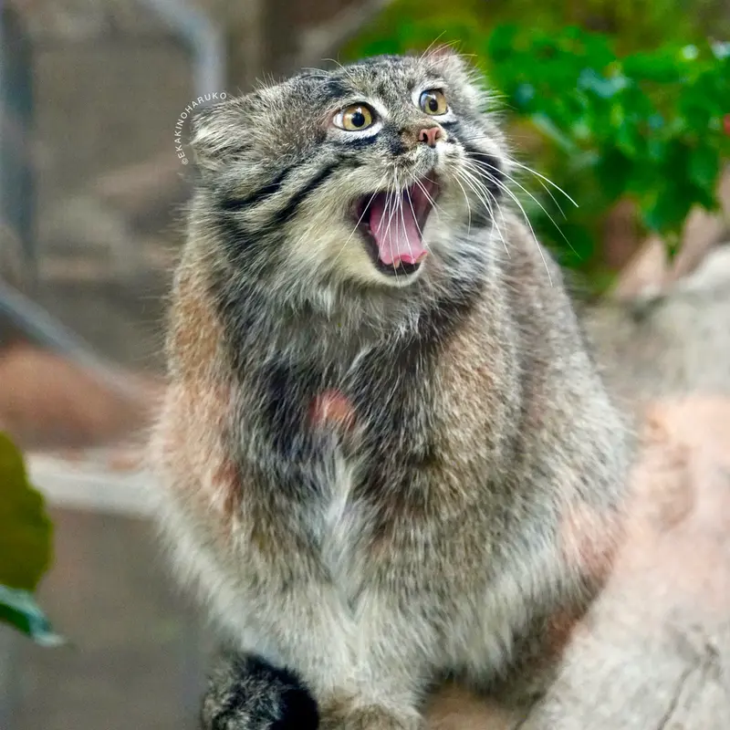 神戸どうぶつ王国のナルの写真