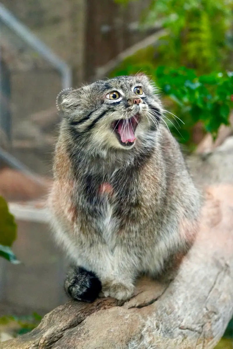 神戸どうぶつ王国のナルの写真