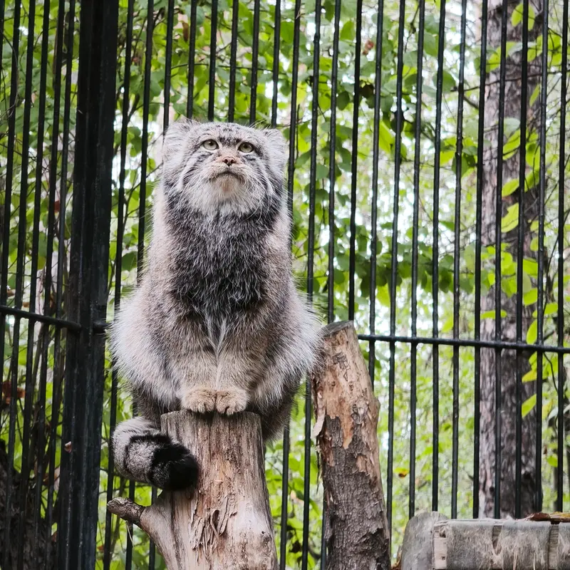 ノヴォシビルスク動物園のシルヴェスターの写真