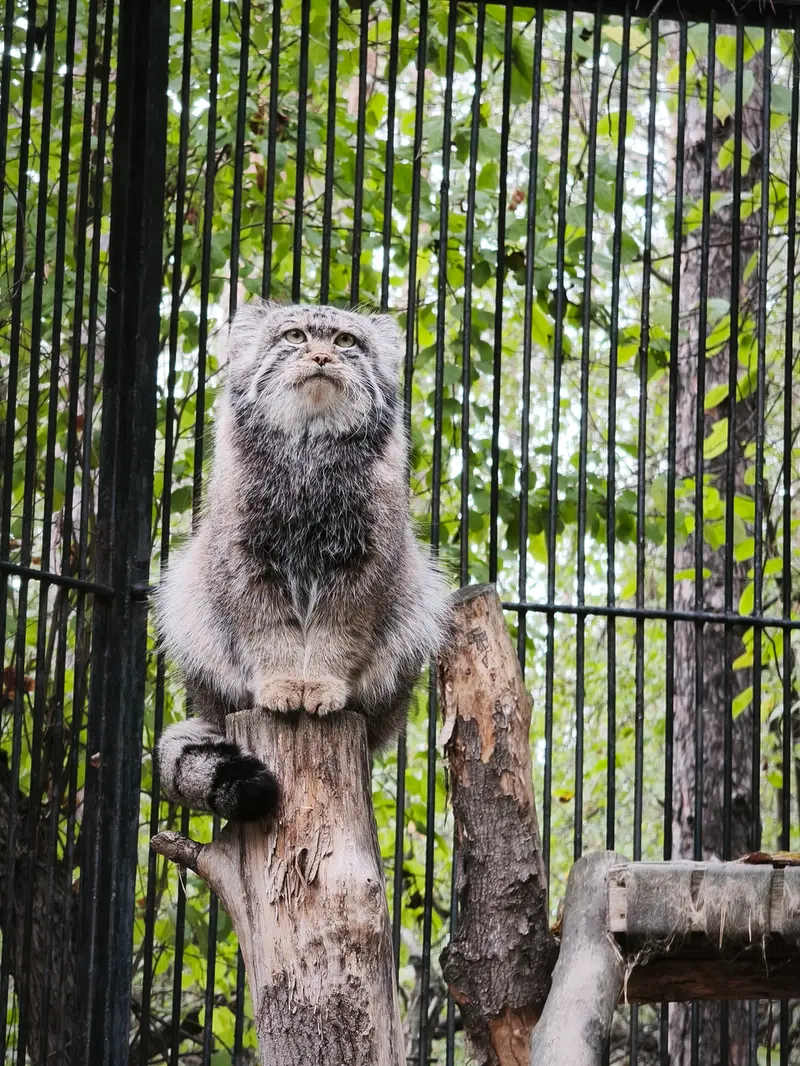 ノヴォシビルスク動物園のシルヴェスターの写真