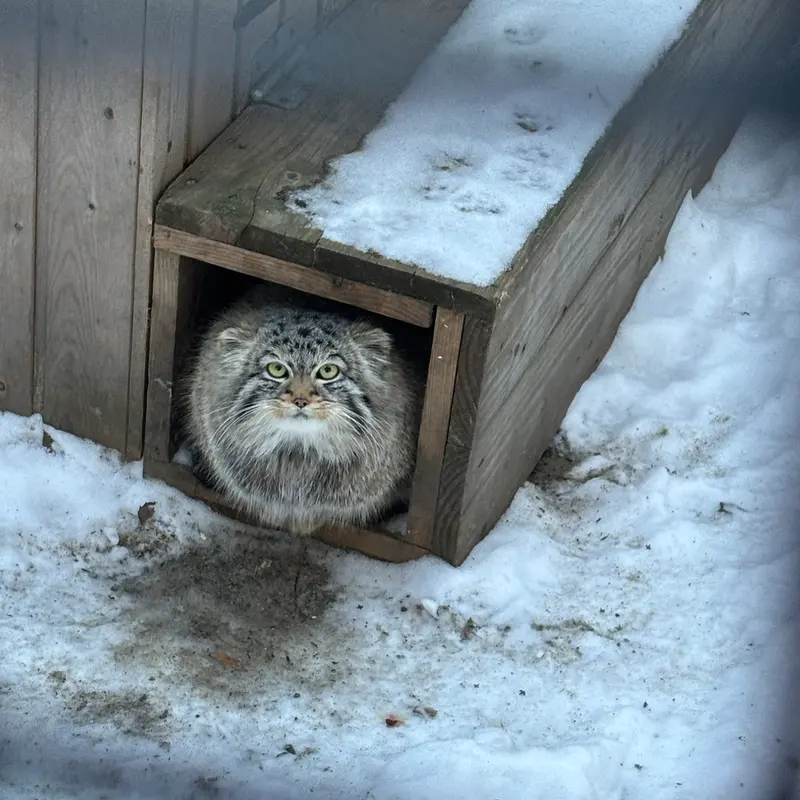 ノヴォシビルスク動物園のラッキーの写真