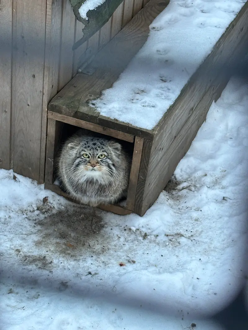 ノヴォシビルスク動物園のラッキーの写真