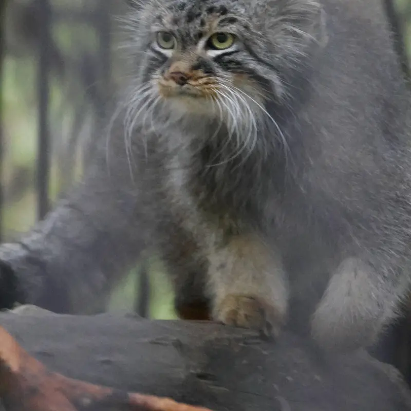 ノヴォシビルスク動物園のレオンの写真