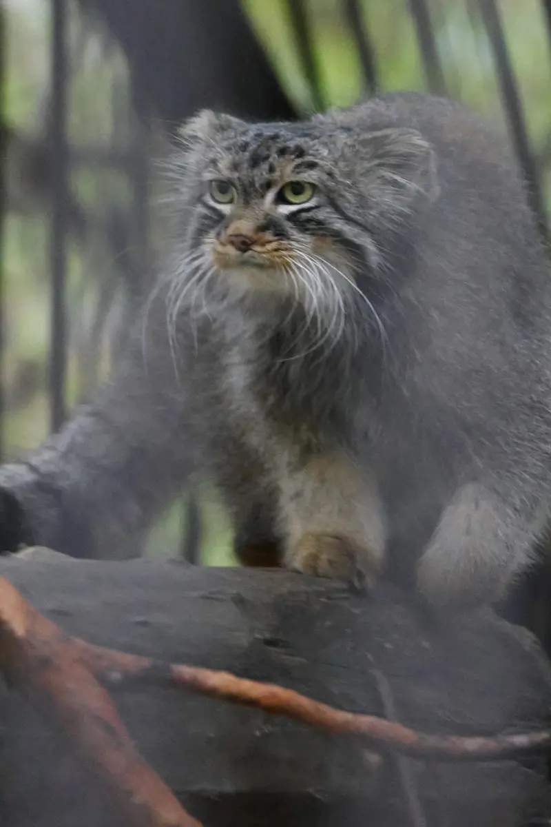 ノヴォシビルスク動物園のレオンの写真
