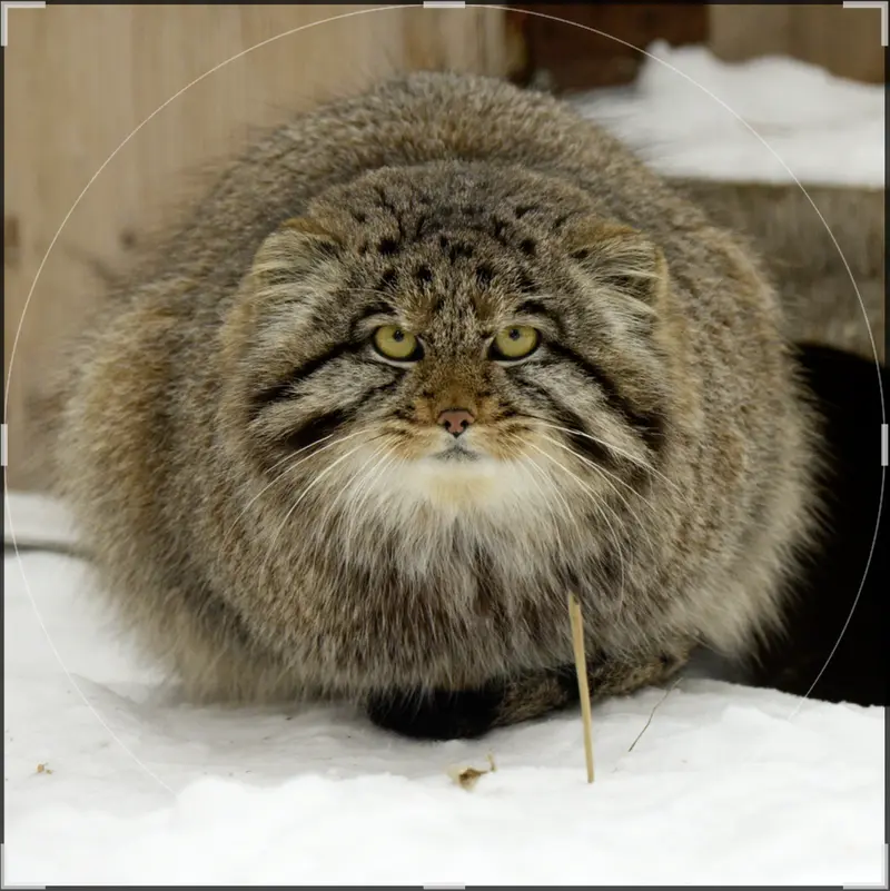 マヌルネコの写真