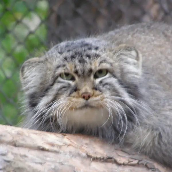 ノヴォシビルスク動物園のゼレノゴルスクの写真