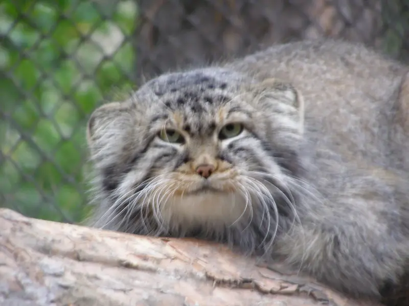 ノヴォシビルスク動物園のゼレノゴルスクの写真