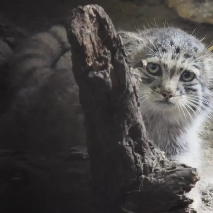 ブダペスト動物園＆植物園のボリス Ⅱの写真