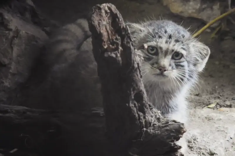ブダペスト動物園・植物園のボリス Ⅱの写真