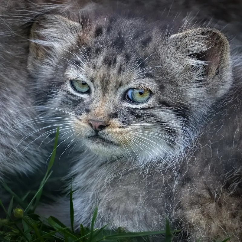 ポート・リムプネ・ワイルド・アニマル・パークのナムーの子猫 b. 2026 Ⅱの写真