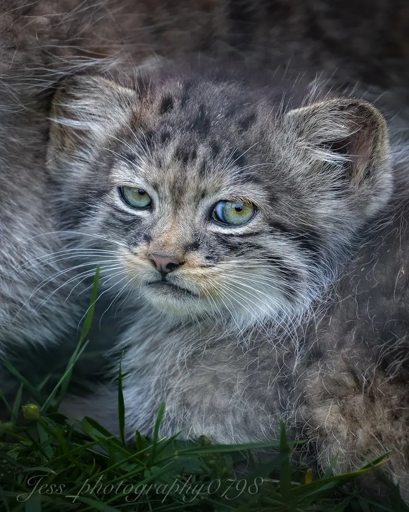 ポート・リムプネ・ワイルド・アニマル・パークのナムーの子猫 b. 2026 Ⅱの写真