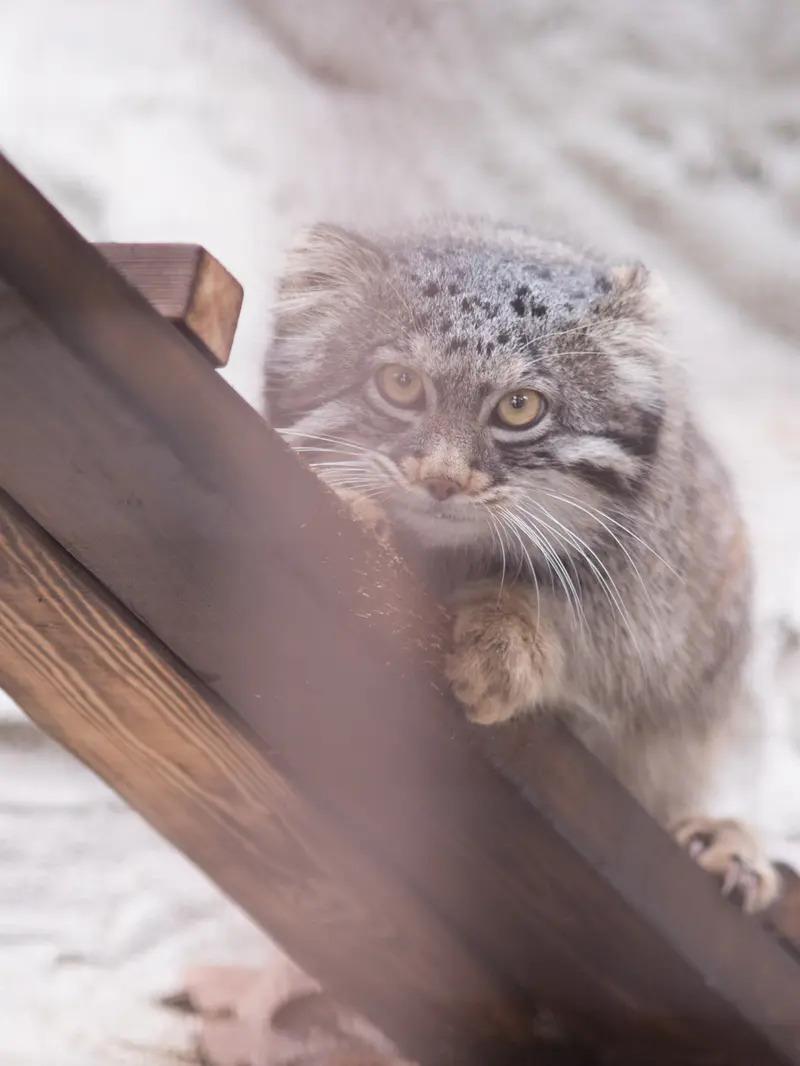 野毛山動物園のフィーガの写真
