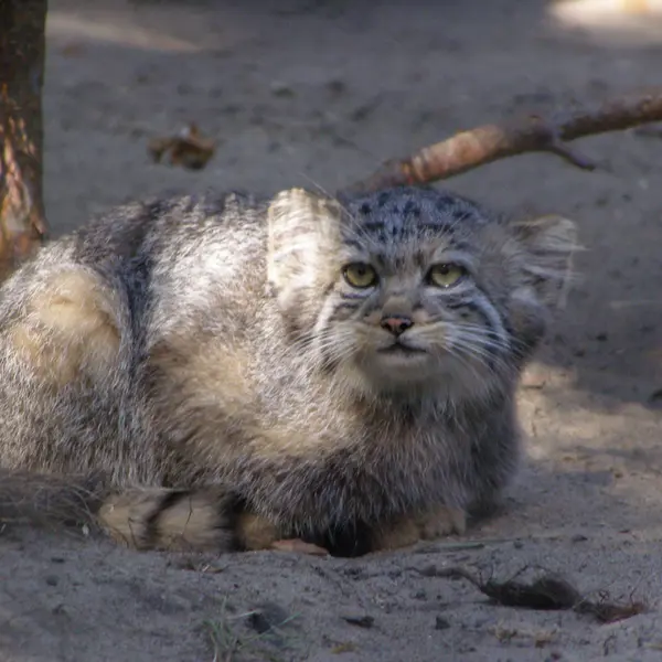 ノヴォシビルスク動物園のマヌルネコの写真