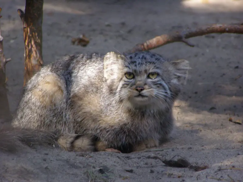 ノヴォシビルスク動物園のマヌルネコの写真