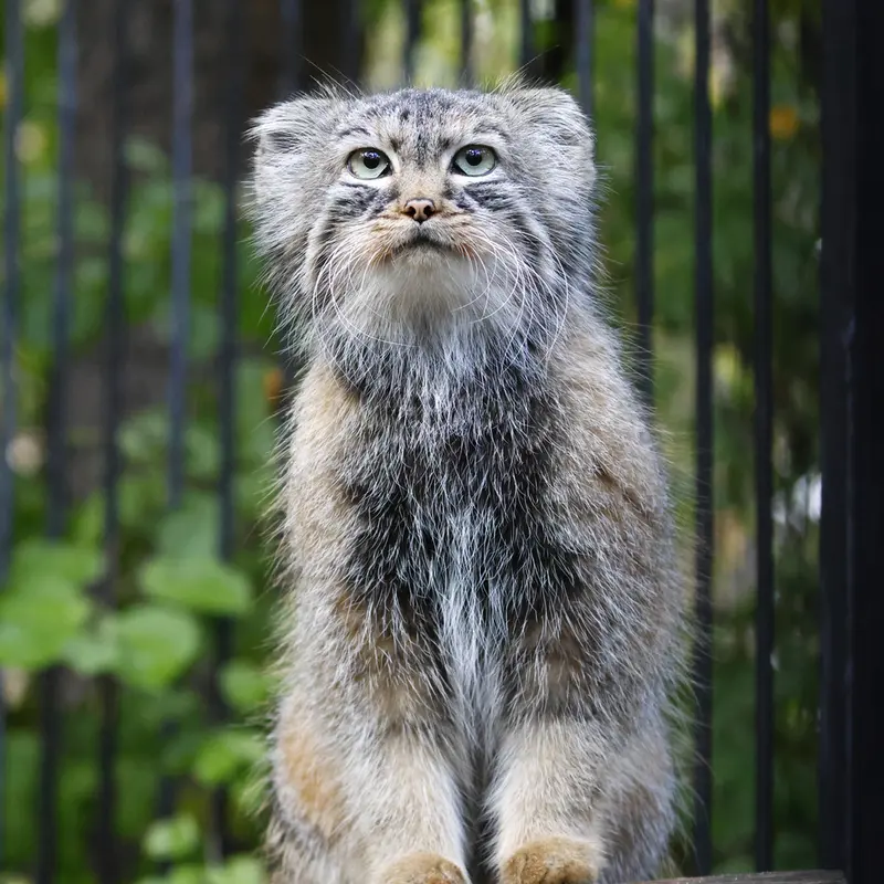 ノヴォシビルスク動物園のガビの写真