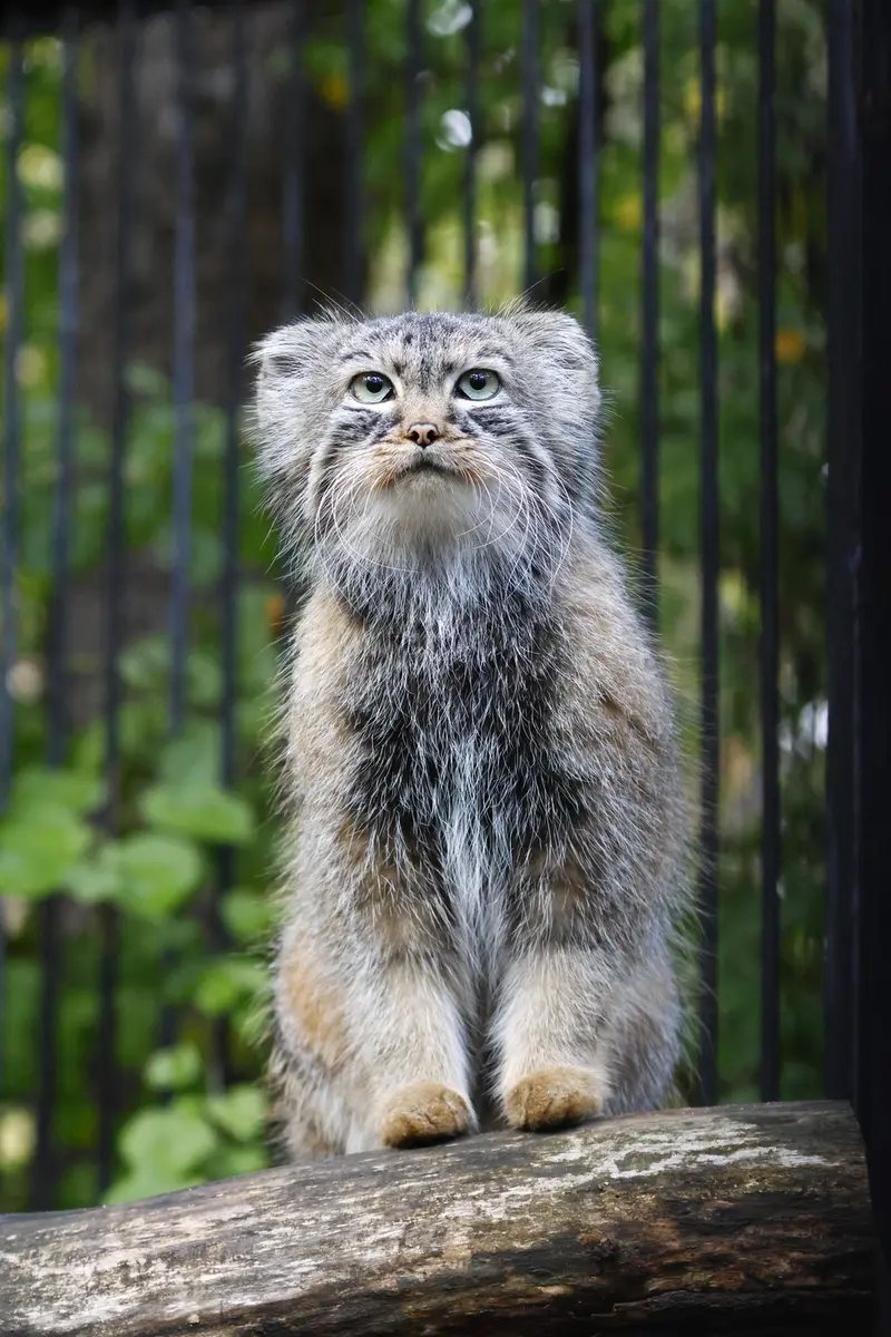 ノヴォシビルスク動物園のガビの写真
