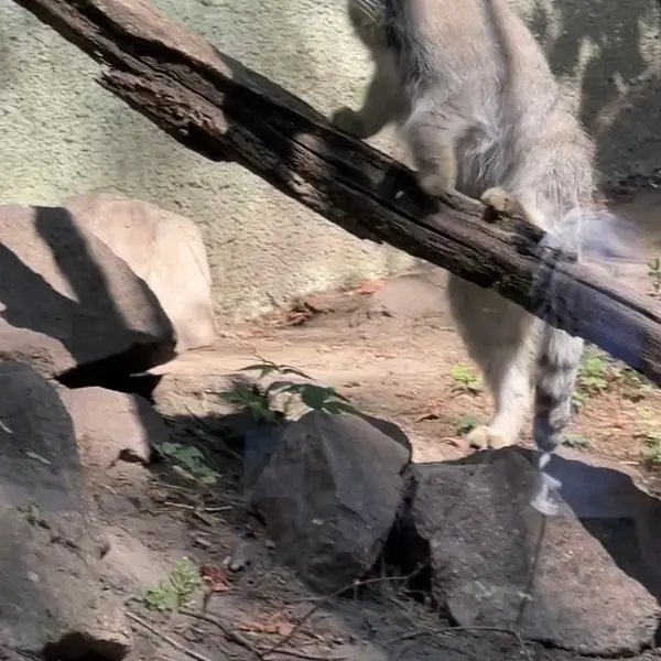 ブダペスト動物園・植物園のマヌルネコの写真