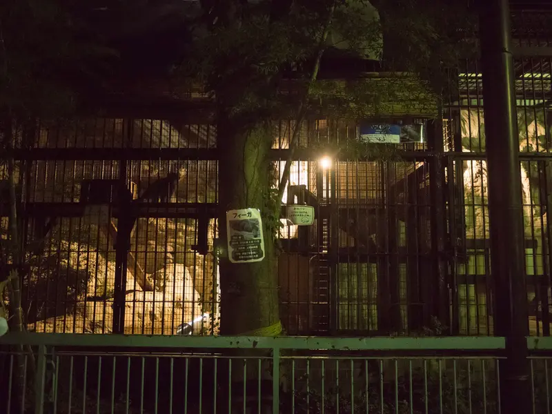 野毛山動物園のフィーガの写真