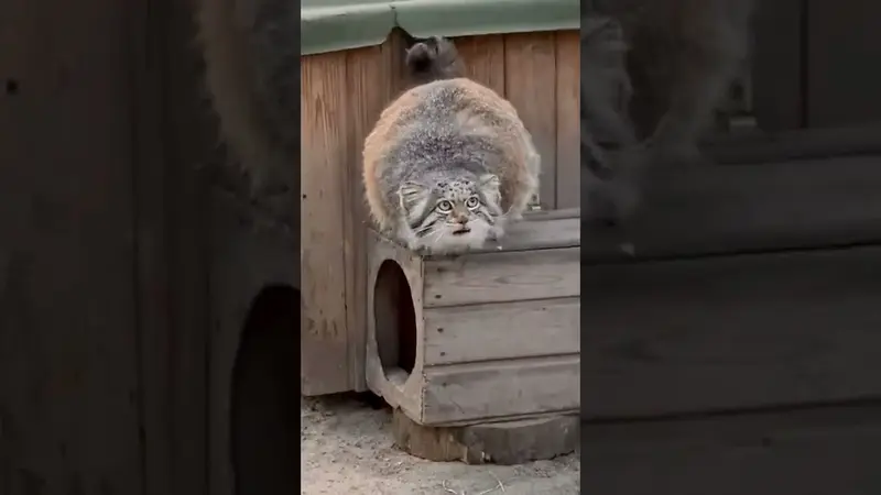 ノヴォシビルスク動物園のミアの動画
