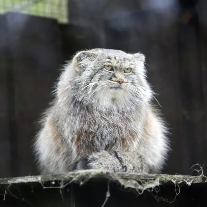 コシツェ動物園のアイセンの写真
