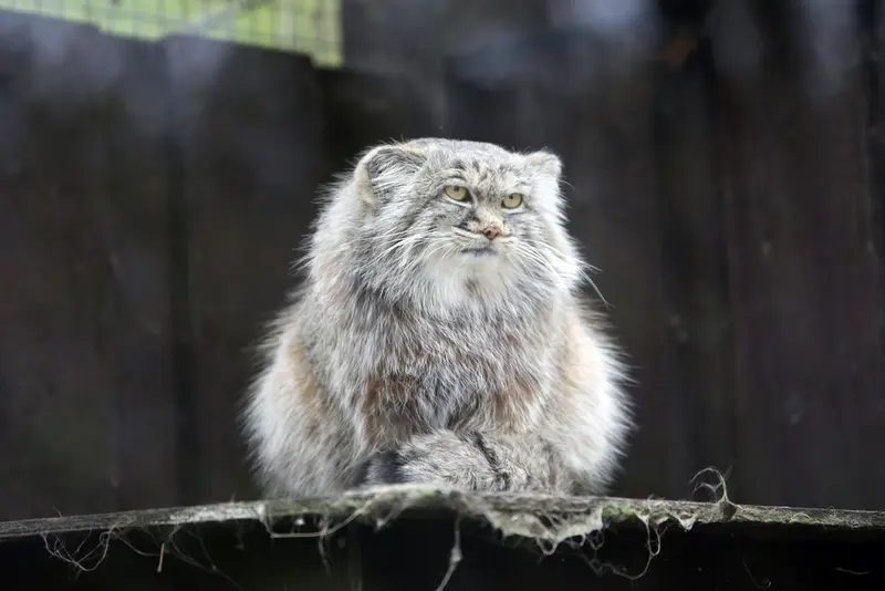 コシツェ動物園のアイセンの写真