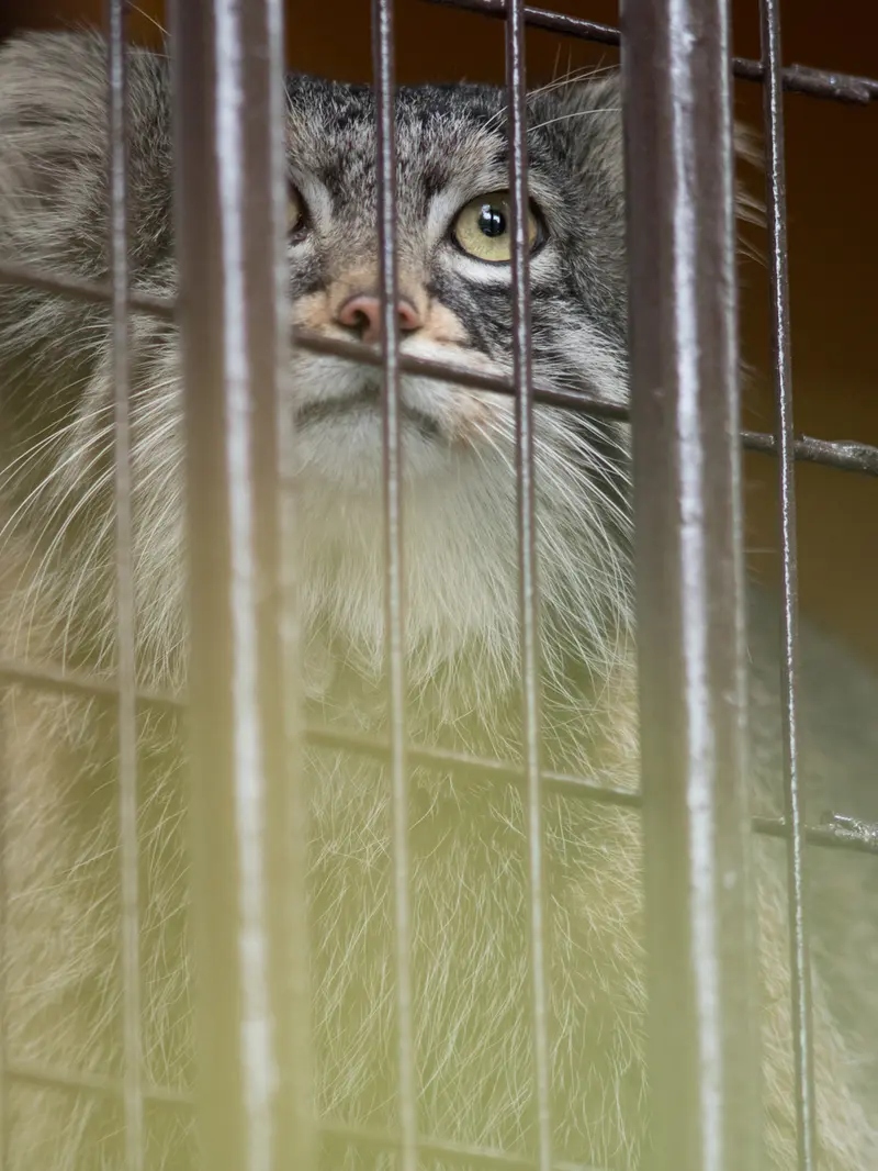 野毛山動物園のフィーガの写真