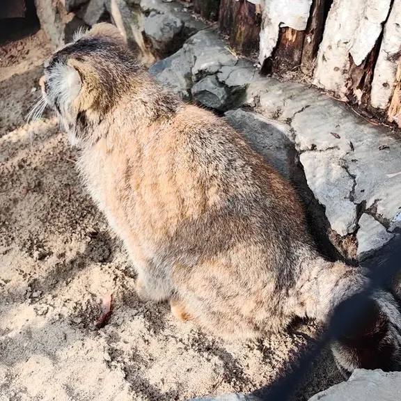 ノヴォシビルスク動物園のマヌルネコの写真