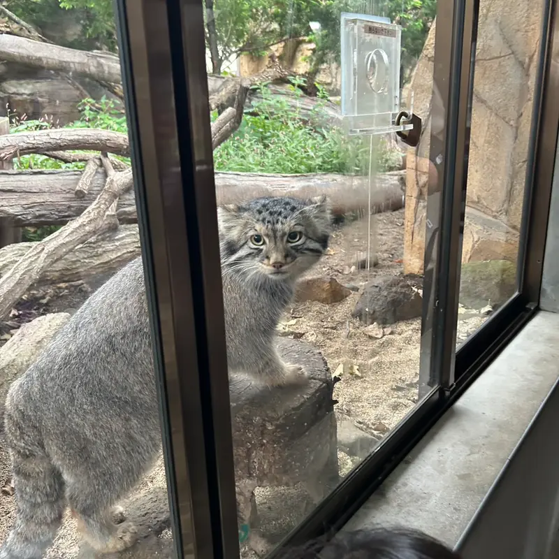 那須どうぶつ王国のマヌルネコの写真