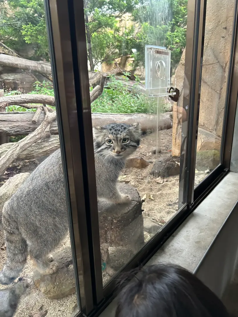 那須どうぶつ王国のマヌルネコの写真
