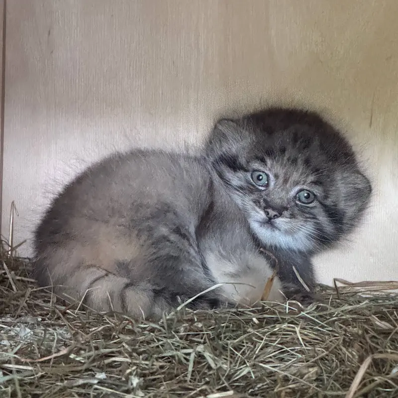 レニングラード動物園のマヌルネコの写真