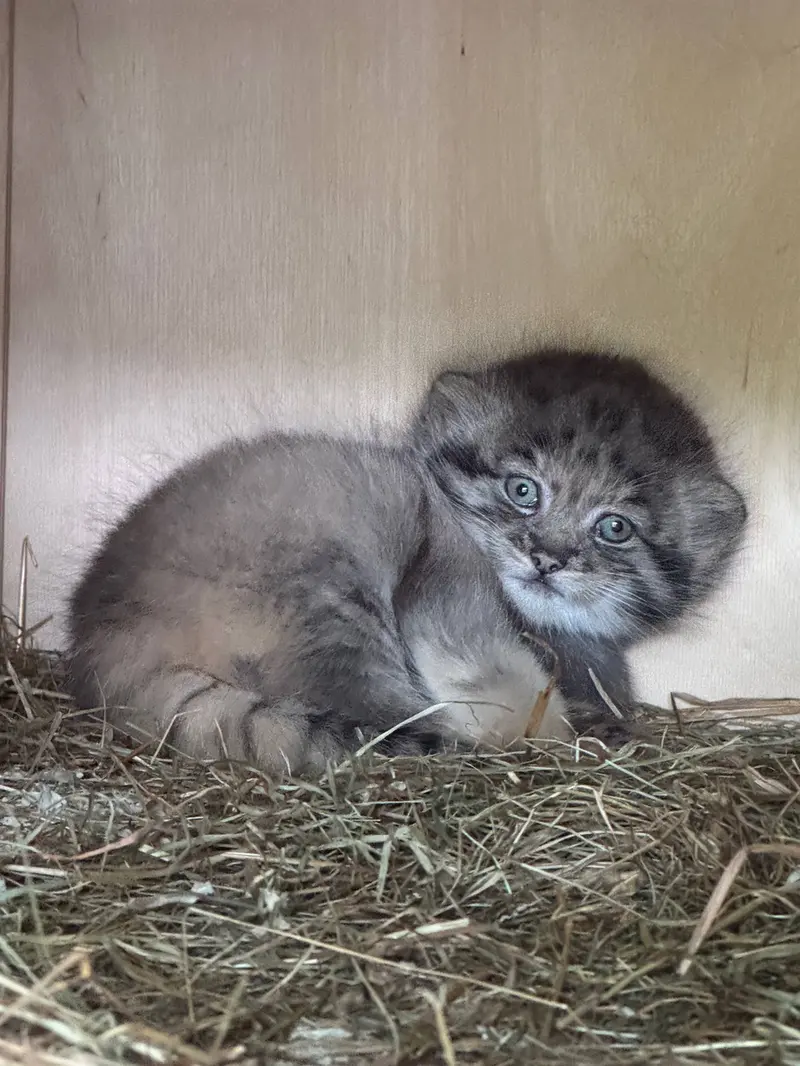 レニングラード動物園のマヌルネコの写真