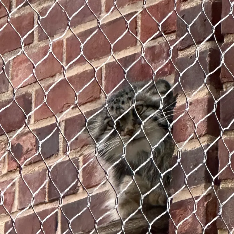 プロスペクト・パーク動物園のマヌルネコの写真