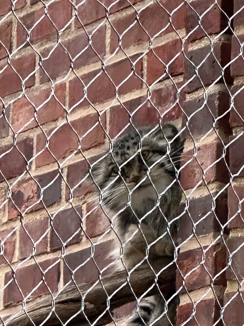 プロスペクト・パーク動物園のマヌルネコの写真