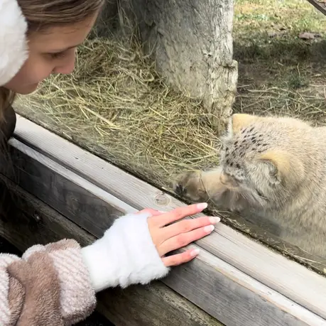 ビンガムトン動物園（ロス・パーク）のマカリの写真
