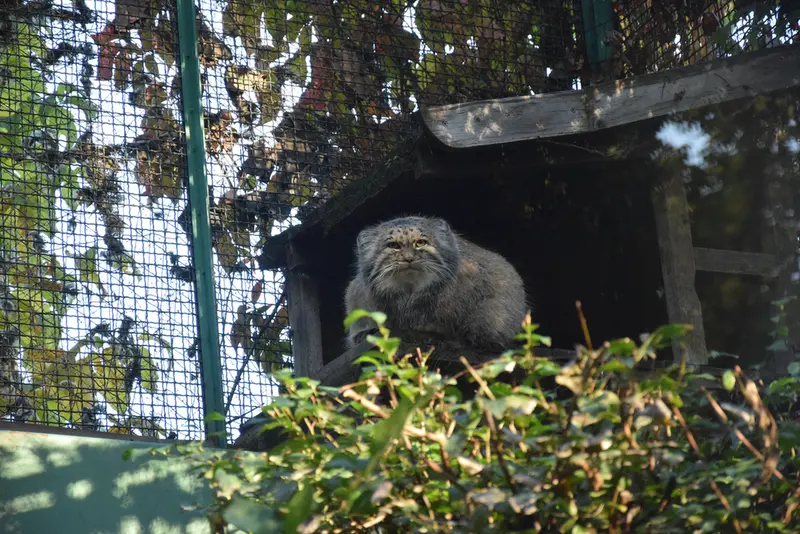 ブダペスト動物園・植物園のボフスの写真