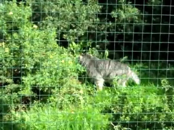 ゲルリッツ動物園のブルースの動画