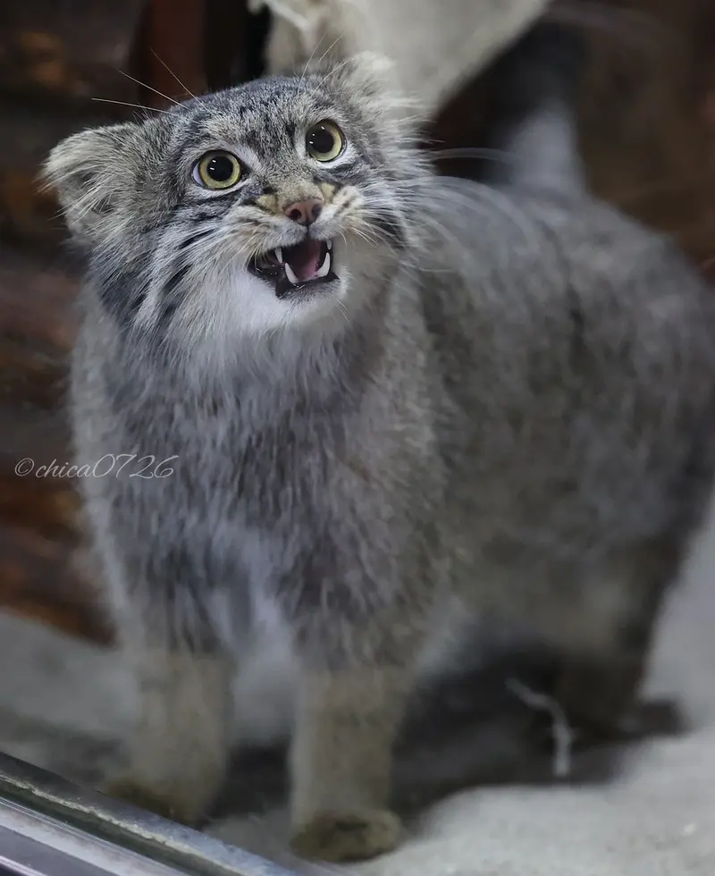 恩賜上野動物園のフィーガの写真