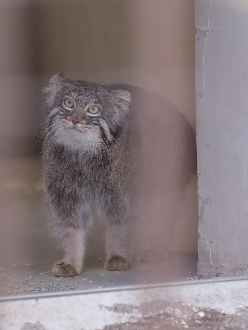 野毛山動物園のフィーガの写真