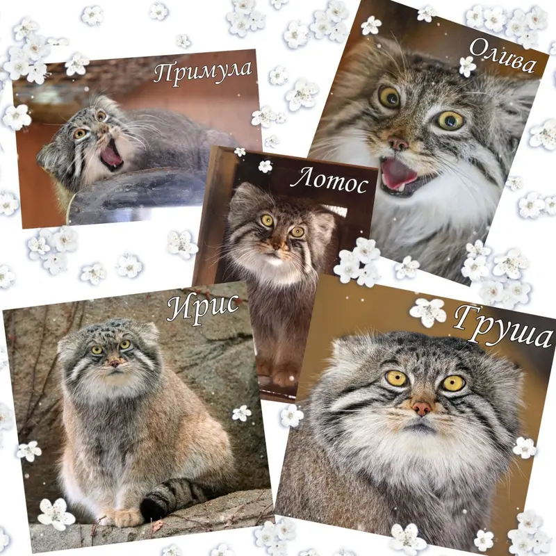 マヌルネコの写真