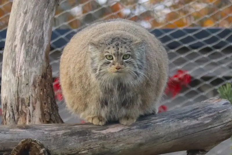 マヌルネコの写真