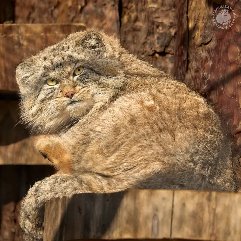 レニングラード動物園のシューの写真