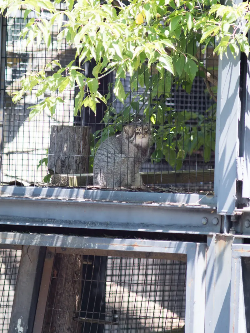 旭山動物園のヒデの写真