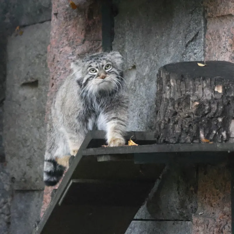 モスクワ動物園のティモフェイの写真