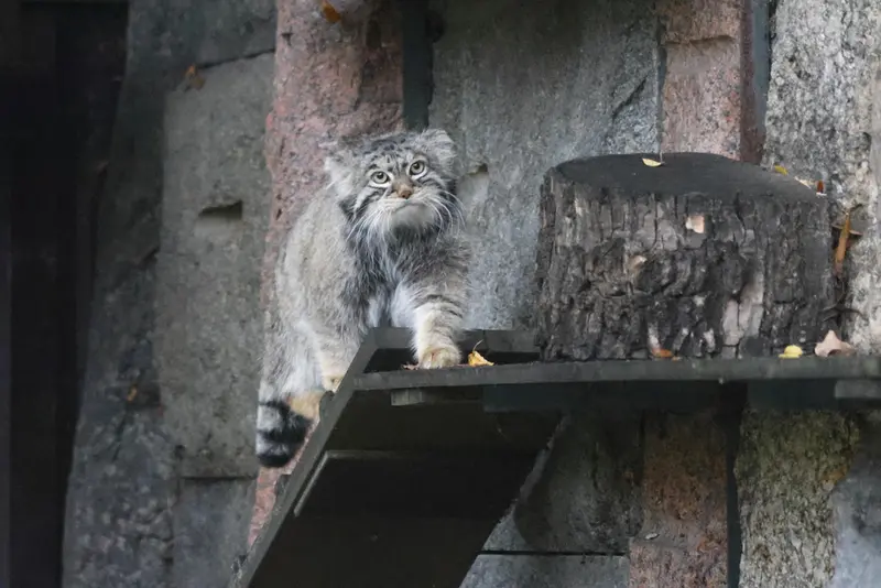 モスクワ動物園のティモフェイの写真